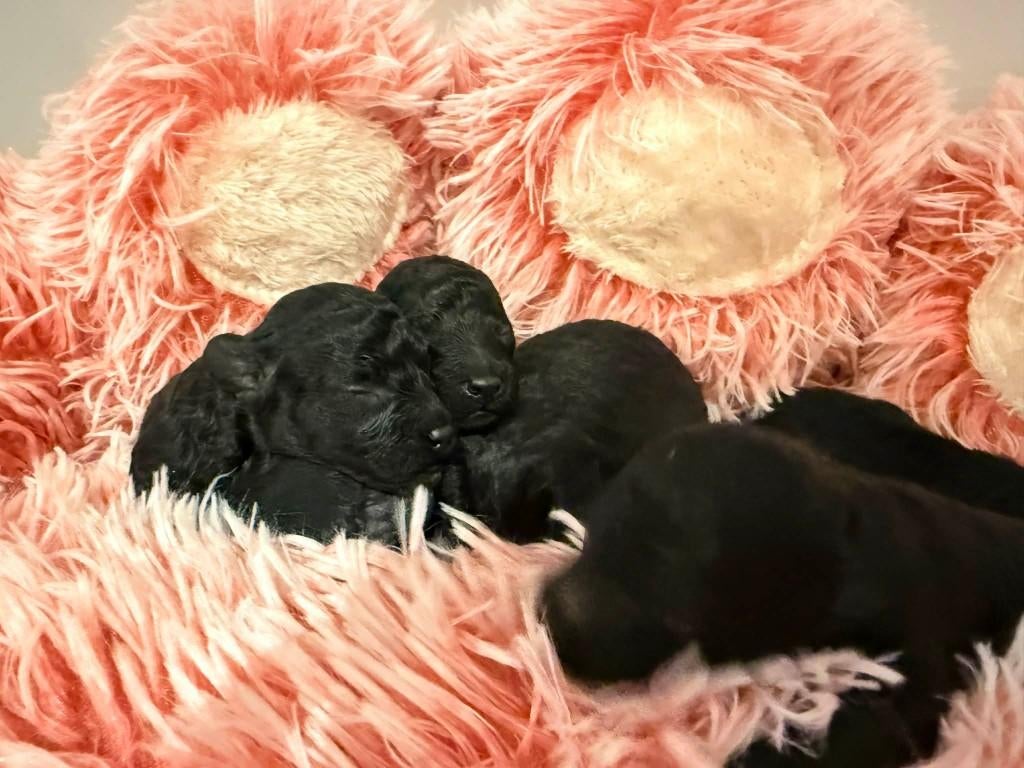 toypoedel pups fci stamboom, Dieren en Toebehoren, Poedel, Parvo, België, Fokker | Hobbymatig