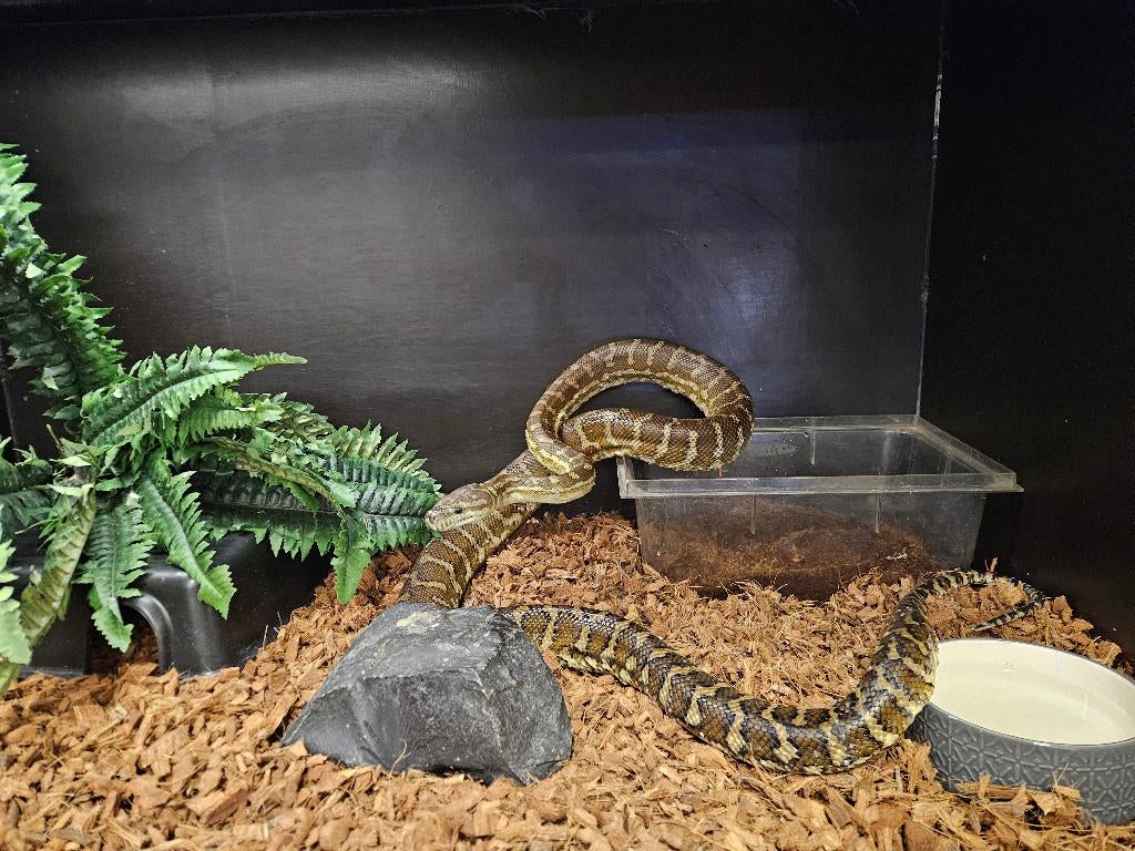 Morelia bredli Midden Australische tapijt python, Dieren en Toebehoren, Slang, 7 tot 10 jaar