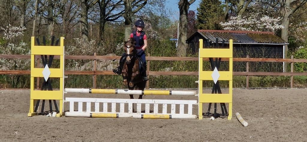 Springpony, Dieren en Toebehoren, Pony's, Ruin, B, B pony (1.17m tot 1.27m), Springpony, 11 jaar of ouder, Met stamboom, Gechipt