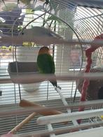 Agarponis mannetje /vrouw, Meerdere dieren, Dwergpapegaai of Agapornis, Tam