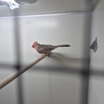 Rode kardinaal, Dieren en Toebehoren, Mannelijk, Tropenvogel, Geringd