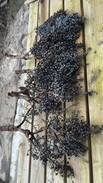 Palmenzaad, Ophalen, Zo goed als nieuw