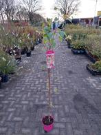 Acer Flamingo boom, Tuin en Terras, Ophalen, Halfschaduw, Overige soorten