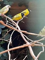 Zwartkop sijs magelaan sijs, Mannelijk