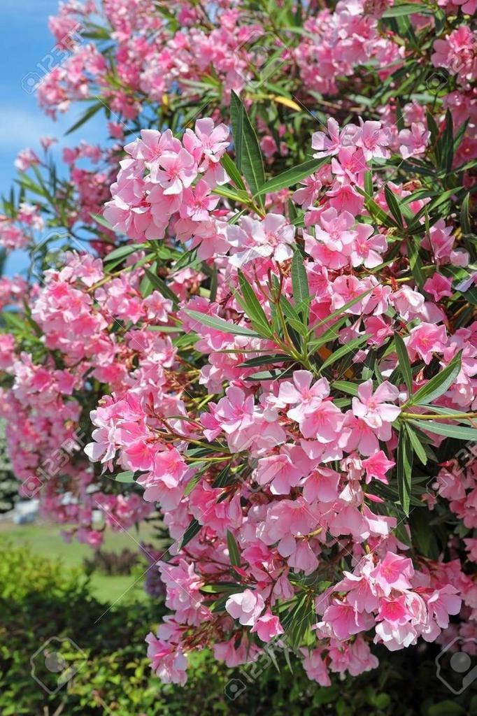 Oleander Zaden - Prachtige Roze Bloemen voor Uw Tuin, Tuin en Terras, Bloembollen en Zaden, Zaad, Voorjaar, Volle zon, Ophalen of Verzenden