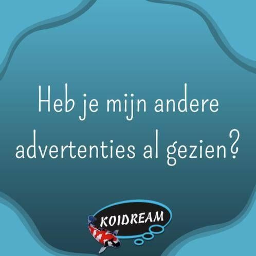 Brilliant Turquise Discus – ca. 8 cm - Koidream Valburg, Vis, Zoetwatervis