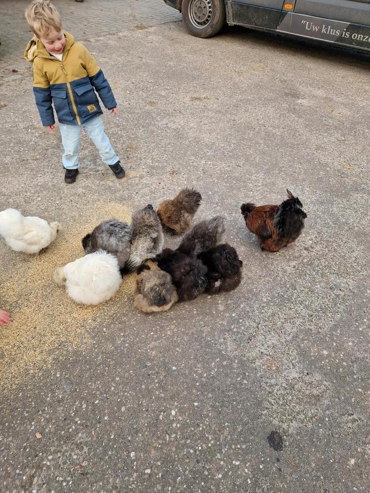 Zijdehoender broedeieren, Dieren en Toebehoren, Pluimvee, Kip, Geslacht onbekend