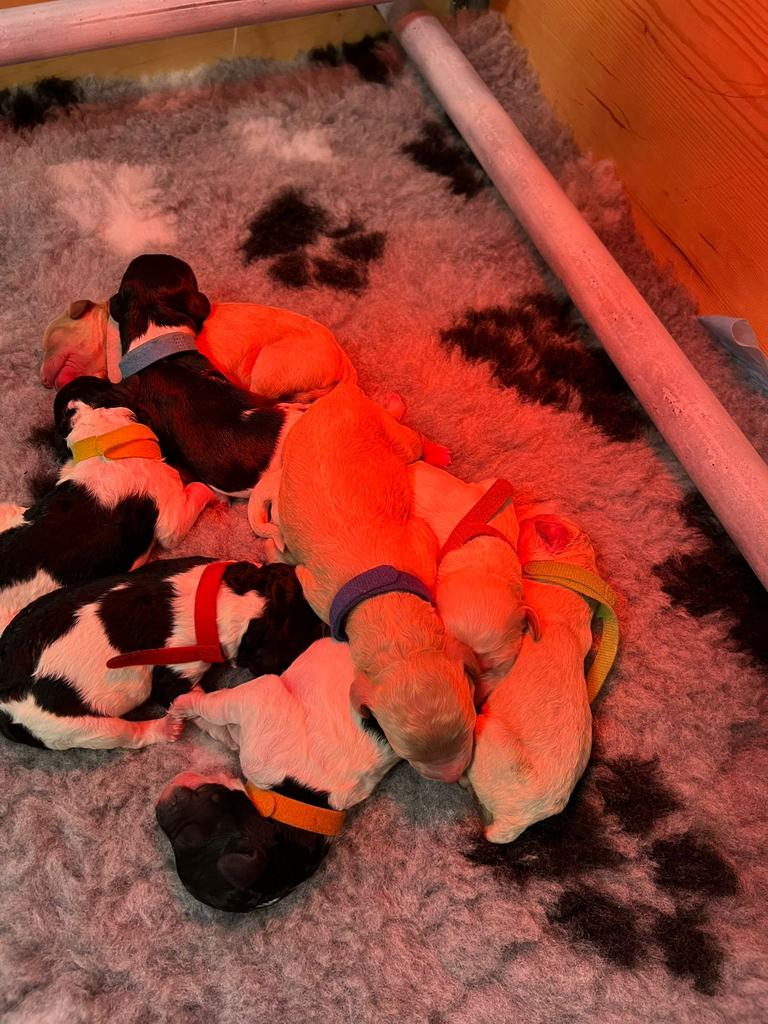 Koningspoedel x Australian Goldendoodle pups, Diensten en Vakmensen, Dieren | Honden | Verzorging, Oppas en Les