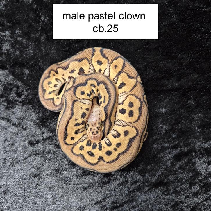 pastel clown nk25 Ball Python - male for sale from Roundhog serpents