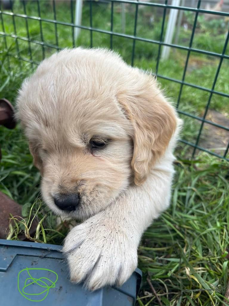 Golden retriever puppys, Dieren en Toebehoren, Honden | Retrievers, Spaniëls en Waterhonden, Golden retriever, Reu, 8 tot 15 weken