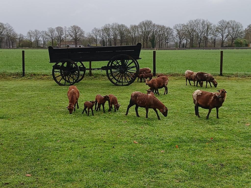 Kameroen schaap, Vrouwelijk, Schaap
