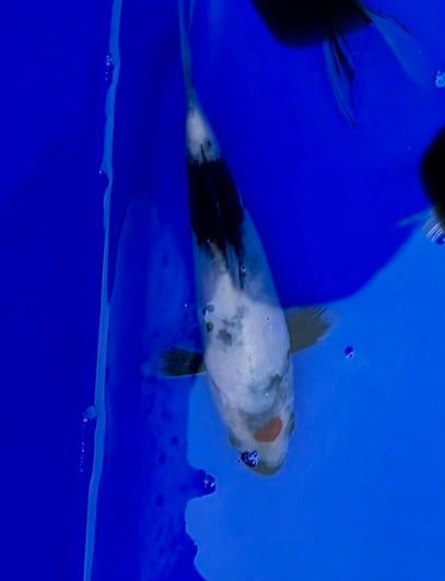 Tancho showa koi, Dieren en Toebehoren, Vissen | Vijvervissen, Karper of Koi