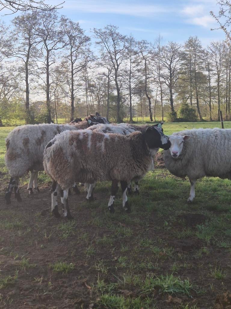 2 bonte drachtige schapen, Dieren en Toebehoren, Schapen, Geiten en Varkens, Vrouwelijk, Schaap