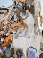 opgezet vos borst preparaat hert taxidermie, Ophalen of Verzenden, Nieuw, Wild dier, Opgezet dier