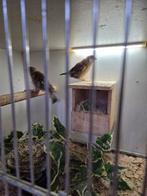 Groenlingen, Meerdere dieren, Tropenvogel