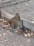 Te koop Mikado fazanten, Meerdere dieren, Geringd