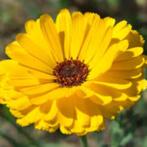 Zaden voor Goudsbloem, Tuin en Terras, Bloembollen en Zaden, Ophalen of Verzenden, Gehele jaar, Volle zon, Zaad