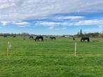 Opfok voor merries en hengsten  2025, Opfok, 4 paarden of pony's of meer