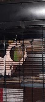 Pyrrhura te koop., Geslacht onbekend, Papegaai, Geringd