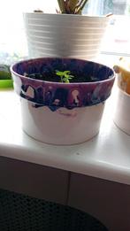 Tulsi plant, Ophalen of Verzenden, Nieuw, Rond, Minder dan 25 cm