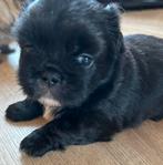 Pekingees pups, 8 tot 15 weken, CDV (hondenziekte), Meerdere, Meerdere dieren