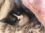 Ik geef de kat ter adoptie. Het is een meisje., Dieren en Toebehoren, Katten en Kittens | Overige Katten, Kater, 0 tot 2 jaar
