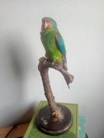 Opgezette Parkiet, Ophalen, Vogel, Opgezet dier