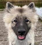 Wolfsgrauwe keeshond puppy, Dieren en Toebehoren, Honden | Poolhonden, Keeshonden en Oertypen, 15 weken tot 1 jaar, Reu, Eén hond