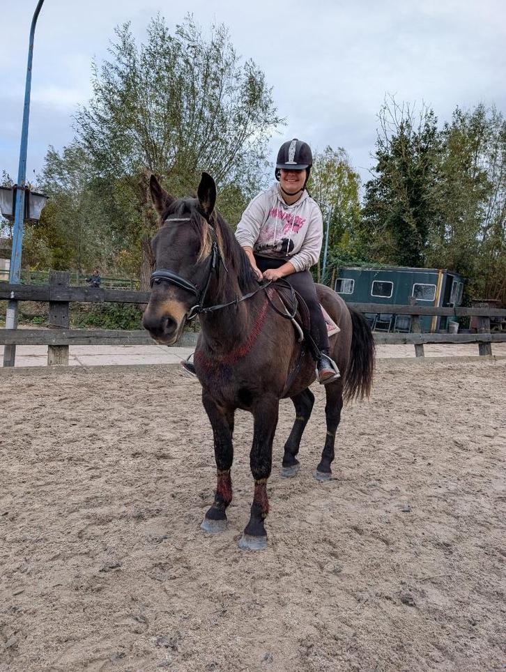 Lease paarden, Dieren en Toebehoren, Paarden en Pony's | Verzorgingsproducten, Ophalen of Verzenden