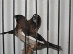 bonte jap meeuwen, Dieren en Toebehoren, Vogels | Overige Vogels, Meerdere dieren, Tropenvogel
