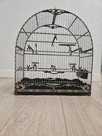 Braziliaanse  Costom Made Twatwa Picolet en meer, Dieren en Toebehoren, Vogels | Overige Vogels, Meerdere dieren, Tropenvogel