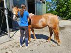 4 jarige d pony, Dieren en Toebehoren, Zadelmak, 3 tot 6 jaar, D pony (1.37m tot 1.48m), Merrie