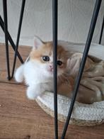 Britse korthaar kittens met stamboom, Kater, Met stamboom, 0 tot 2 jaar