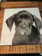 Canvas zwarte labrador pup 60x60 cm, Ophalen, Zo goed als nieuw, 50 tot 75 cm, 50 tot 75 cm