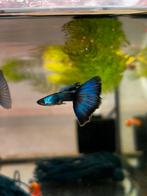 Blue green moscow kweek trio guppy, Dieren en Toebehoren, Vissen | Aquariumvissen, Vis