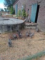 Noord Hollandse blauwe kippen met haan, Dieren en Toebehoren, Pluimvee, Meerdere dieren, Kip