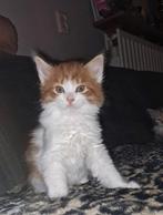 Maine coon kittens knuffelkaters., Dieren en Toebehoren, Meerdere dieren