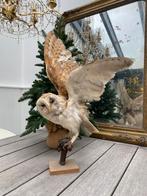 Prachtige opgezette kerkuil taxidermie, Verzamelen, Ophalen of Verzenden, Zo goed als nieuw, Vogel, Opgezet dier