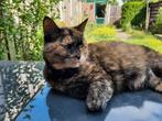 Poes (kruising maine coon/blauwe rus), Poes, Kortharig, 6 jaar of ouder
