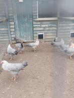 Leghorn Zilverpatrijs hennen kippen te koop, Dieren en Toebehoren, Pluimvee, Vrouwelijk, Kip