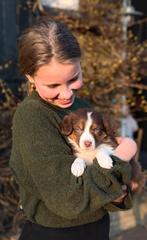 ️Schattige Australian Shepherd x Border Stabij pups, Overige rassen, 8 tot 15 weken, CDV (hondenziekte), Meerdere