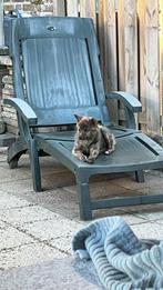 Brindle pomksy teefje, Teef, Poolhond, Eén hond, Nederland