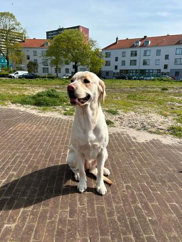 Labrador retriever zoekt nieuwe huis