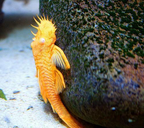 steeds nieuwe soorten L nummers uit Colombia (eigen import), Dieren en Toebehoren, Vissen | Aquariumvissen, Zoetwatervis, Vis