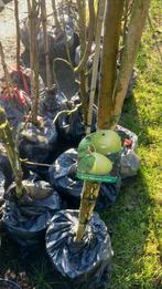 Appel, peer, kers en pruim., Ophalen of Verzenden, In pot, Appelboom, Lente