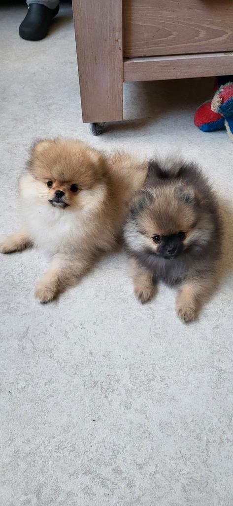 Pomeriaan pups, Dieren en Toebehoren, Honden | Poolhonden, Keeshonden en Oertypen, Meerdere dieren, Particulier, Meerdere, Nederland