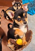 Super gesocialiseerd pupje – Mini Jack Russell x Pommeriaan, Dieren en Toebehoren, Honden | Chihuahua's en Gezelschapshonden, CDV (hondenziekte)