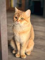 Britse korthaar dekkater golden shaded, Dieren en Toebehoren, Katten en Kittens | Dekkaters