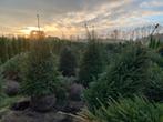 Kerstbomen te koop in Luttenberg, Tuin en Terras, Ophalen, Overige soorten, 100 tot 250 cm
