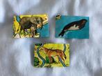 3 plaatjes voor wereldnatuurfonds wereldkaart WWF WNF, Ophalen, 1960 tot 1980, Gelopen, Wild dier